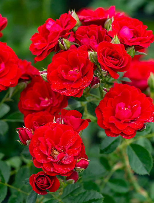 Cherry Frost - Star Roses and Plants