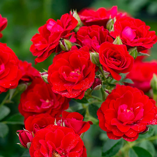 Cherry Frost - Star Roses and Plants