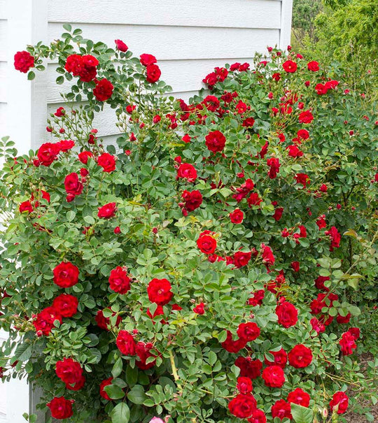 Cherry Frost - Star Roses and Plants