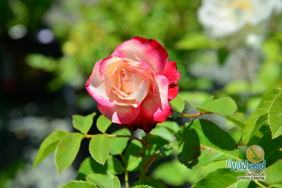 Cherry Parfait™ - Star Roses and Plants