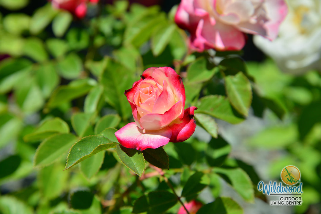 Cherry Parfait™ - Star Roses and Plants