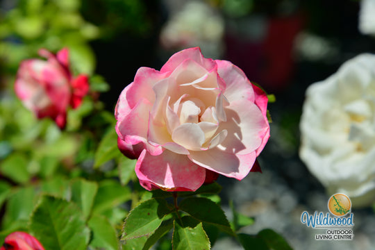 Cherry Parfait™ - Star Roses and Plants