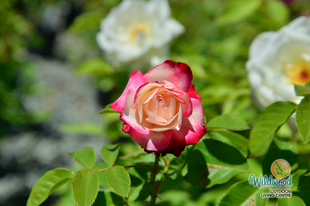 Cherry Parfait™ - Star Roses and Plants