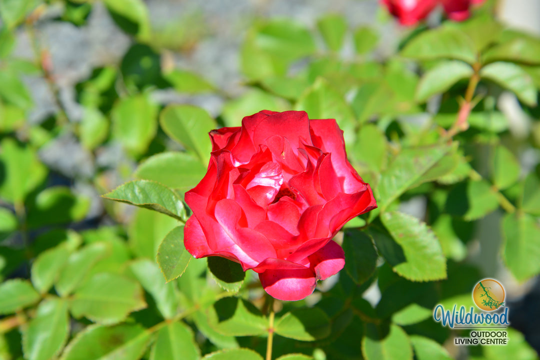 Cherry Parfait™ - Star Roses and Plants