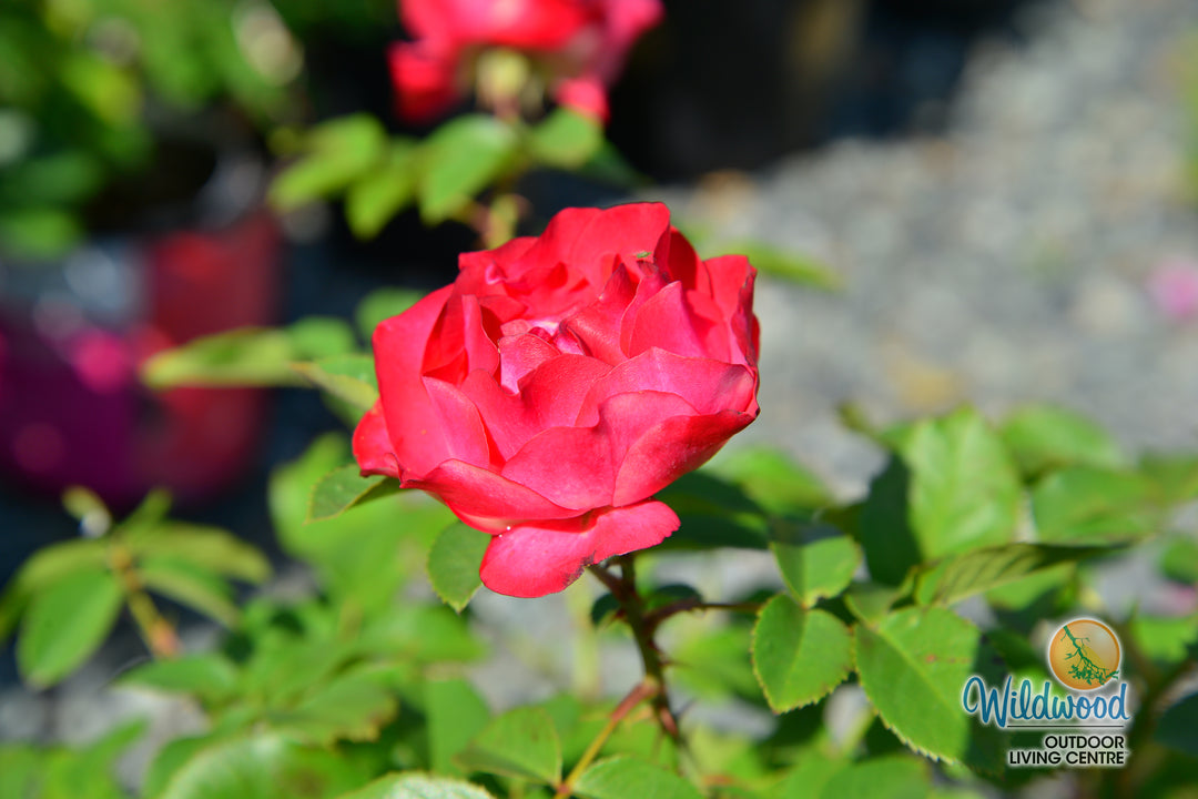 Cherry Parfait™ - Star Roses and Plants