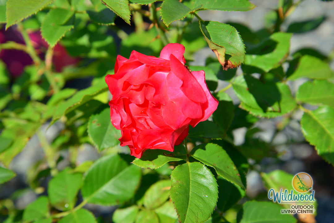 Cherry Parfait™ - Star Roses and Plants