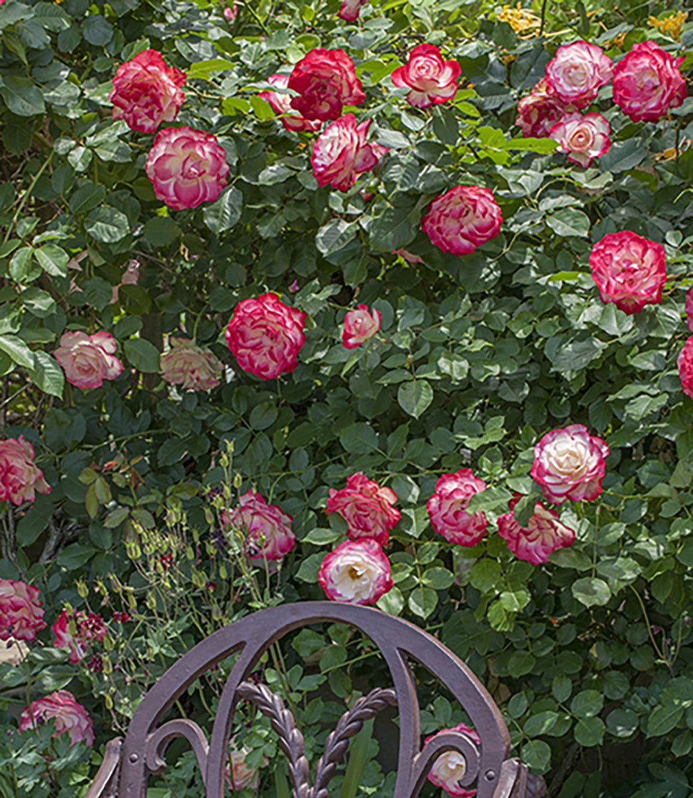 Cherry Parfait™ - Star Roses and Plants