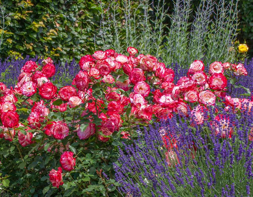 Cherry Parfait™ - Star Roses and Plants