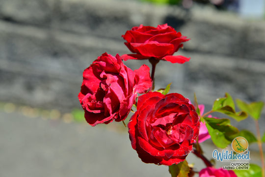 Cherrytini™ - Star Roses and Plants