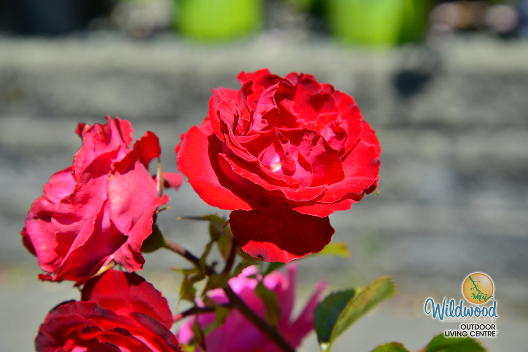 Cherrytini™ - Star Roses and Plants