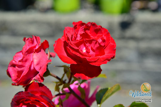 Cherrytini™ - Star Roses and Plants
