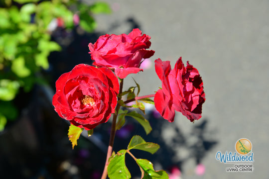 Cherrytini™ - Star Roses and Plants
