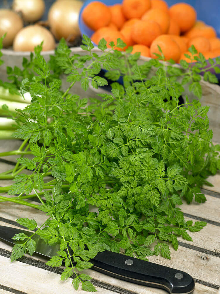 Chervil - Ontario Seed Company