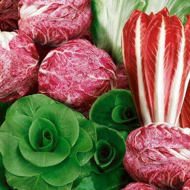 Chicory Culinary Blend International - Aimers Seeds