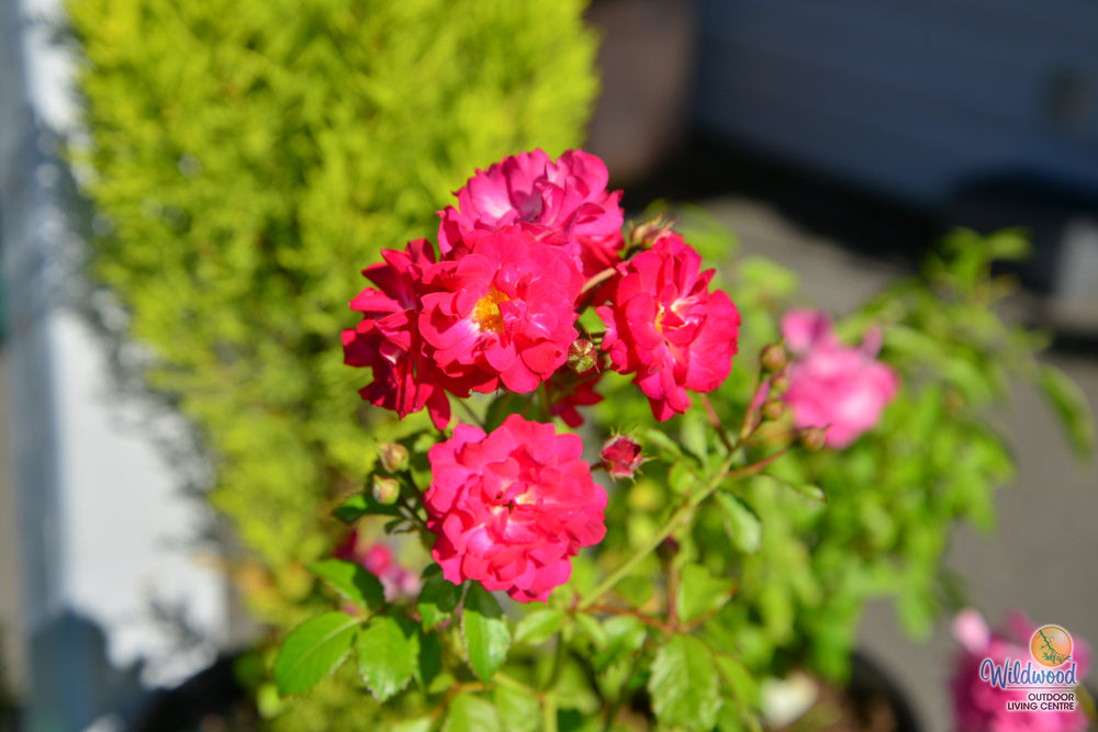 Children's Hope - Weeks Rose