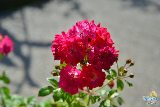 Children's Hope - Weeks Rose