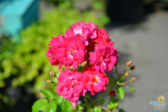 Children's Hope - Weeks Rose