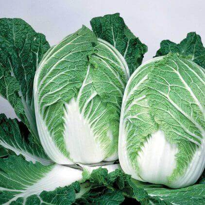 Cabbage China Express Hybrid International - Aimers Seeds