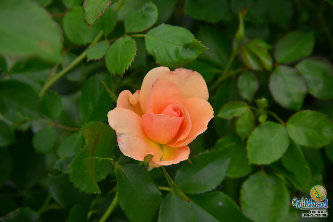Chinook Sunrise - Cold Hardy Rose