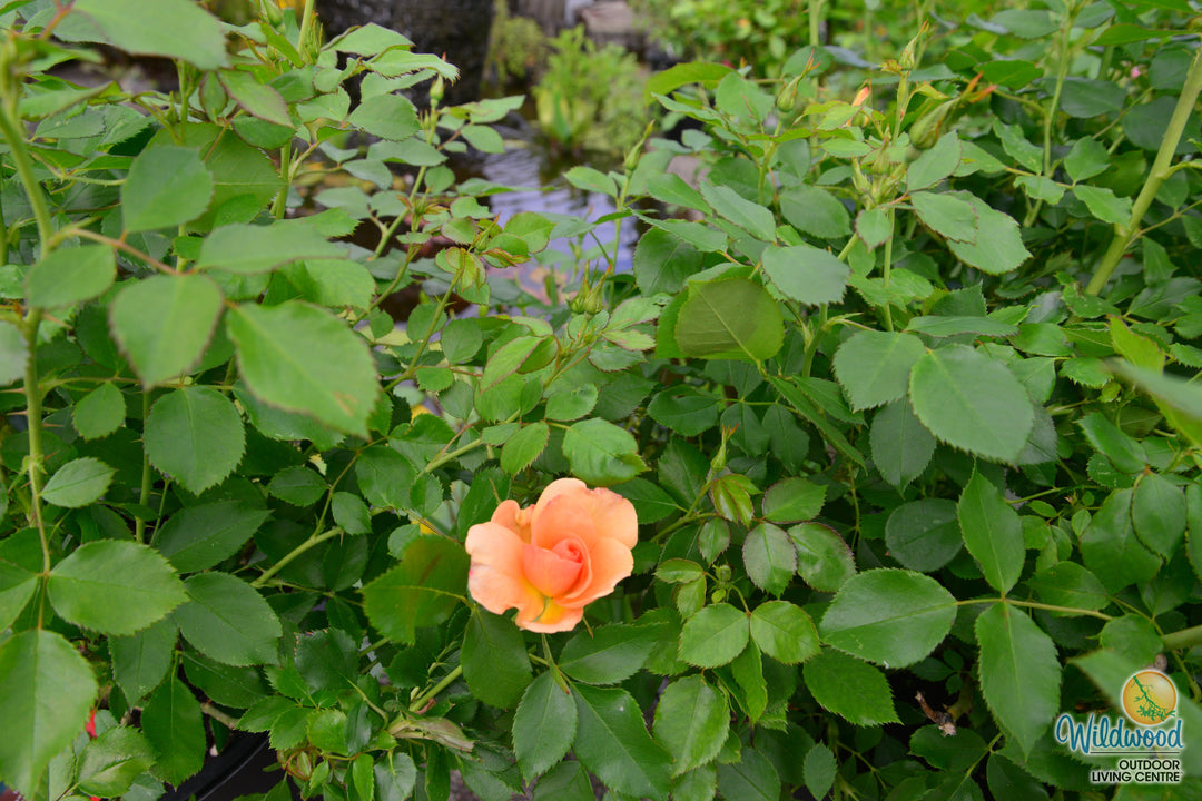 Chinook Sunrise - Cold Hardy Rose
