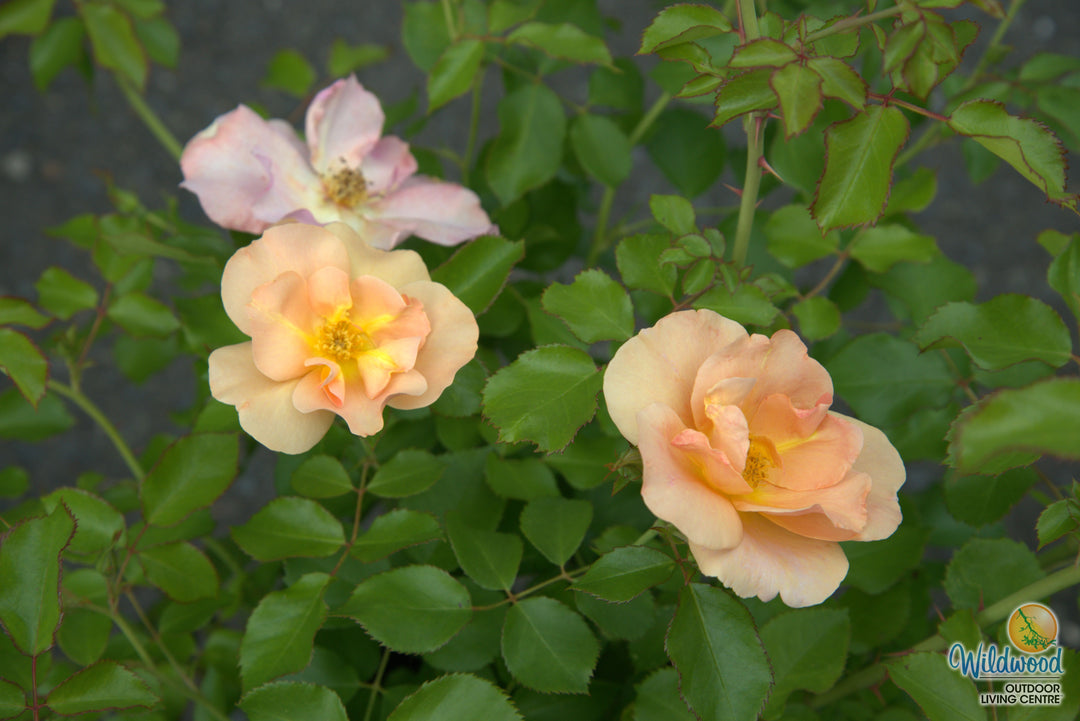 Chinook Sunrise - Cold Hardy Rose