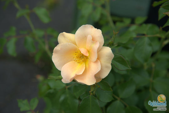 Chinook Sunrise - Cold Hardy Rose