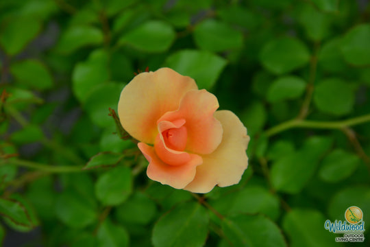 Chinook Sunrise - Cold Hardy Rose
