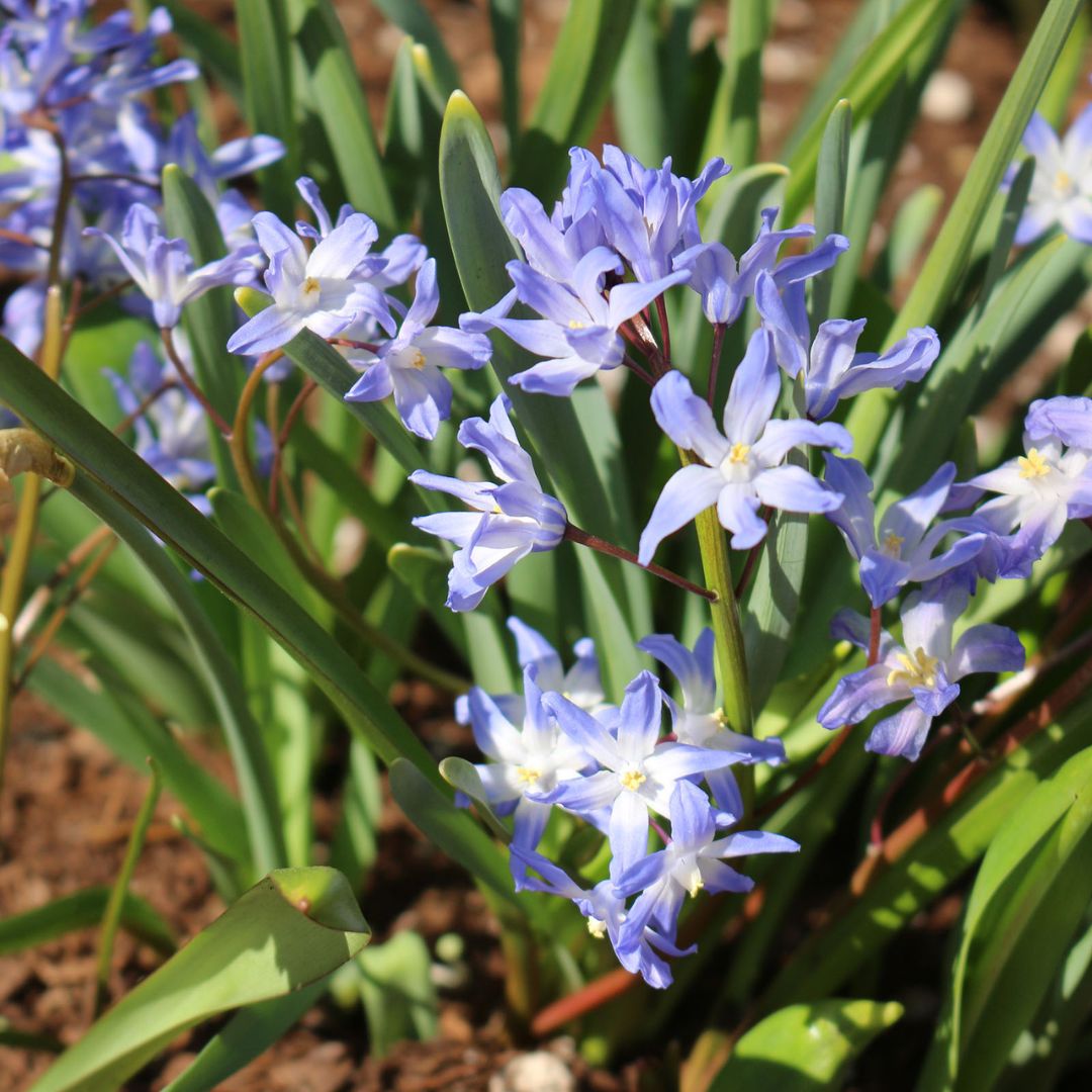 Chionodoxa - Glory of the Snow, Forbesii, 10 Pack