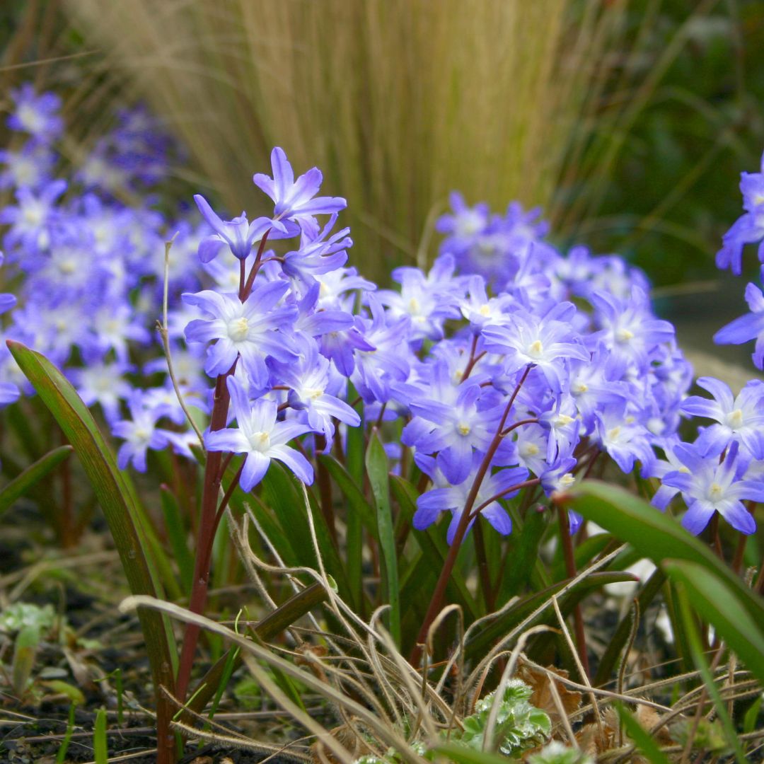 Chionodoxa - Glory of the Snow, Forbesii, 10 Pack