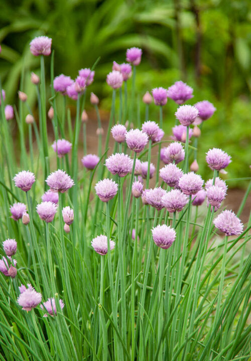 Herb Garden Jumbo - Ontario Seed Company