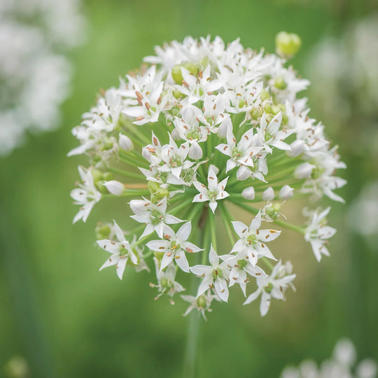 Chives Garlic - Burpee Seeds