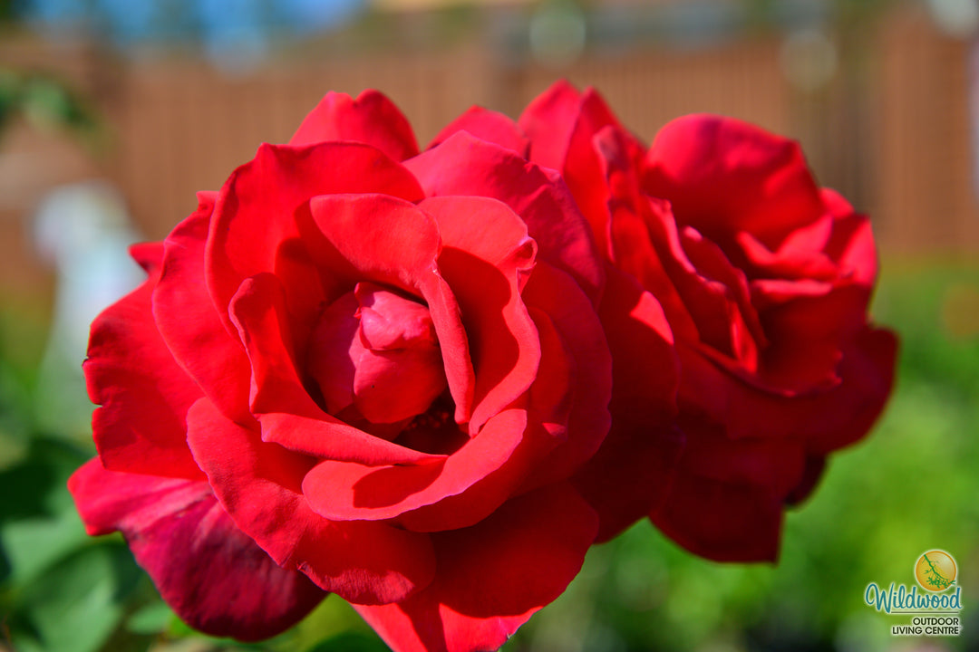 Chrysler Imperial - Star Roses and Plants