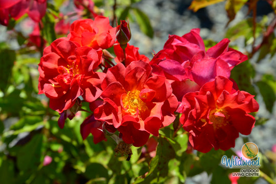 Cinco de Mayo™ - Star Roses and Plants