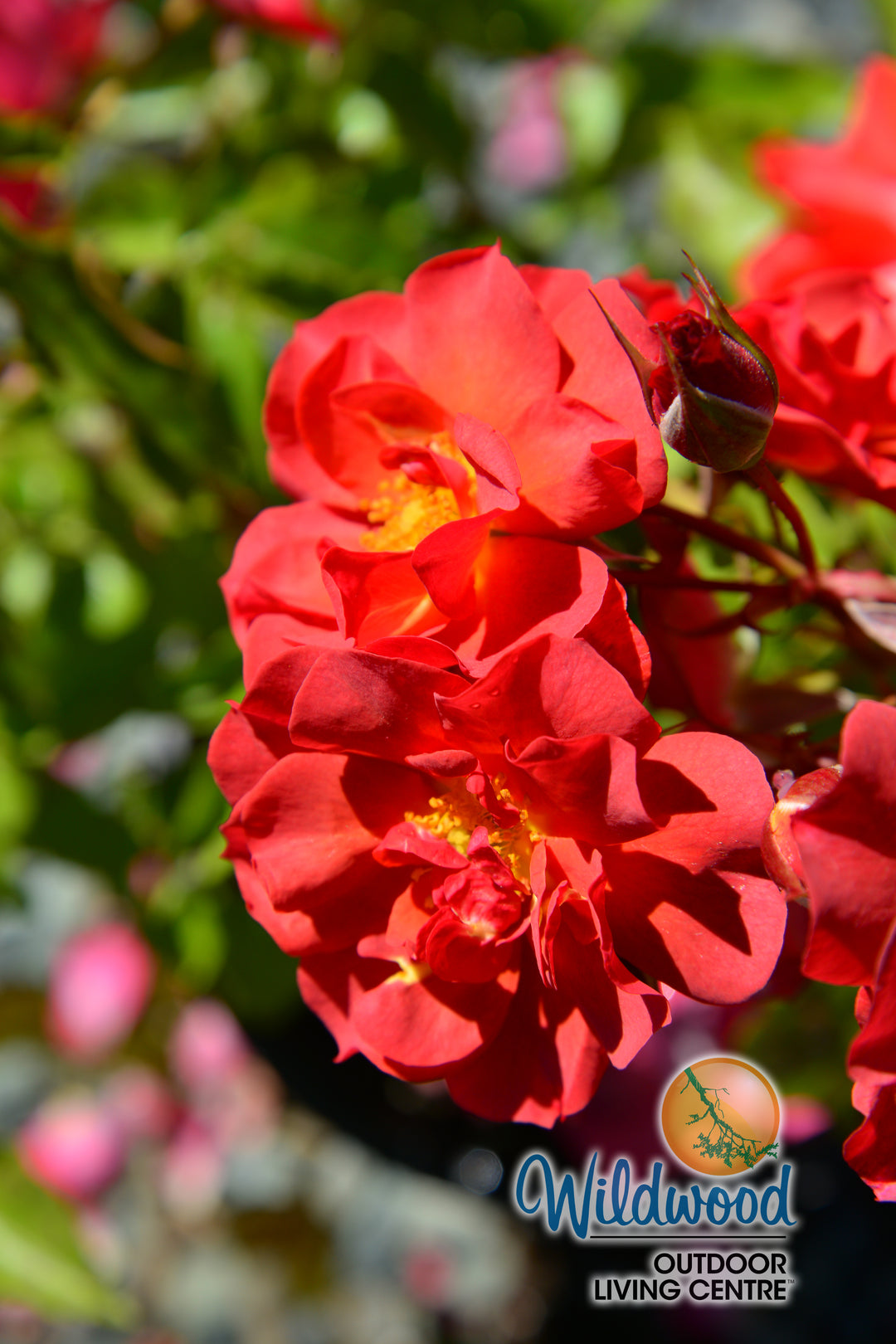 Cinco de Mayo™ - Star Roses and Plants