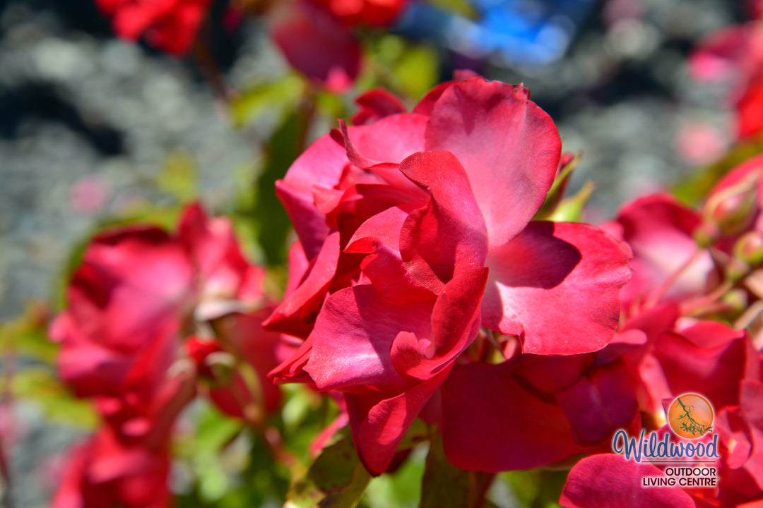 Cinco de Mayo™ - Star Roses and Plants