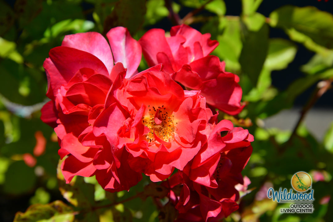 Cinco de Mayo™ - Star Roses and Plants