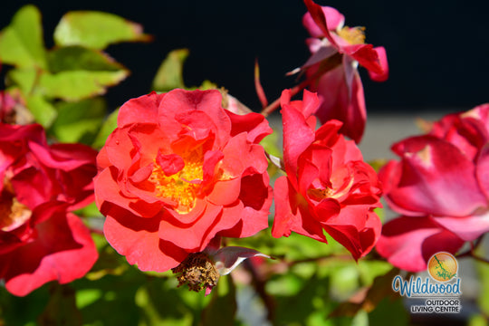 Cinco de Mayo™ - Star Roses and Plants