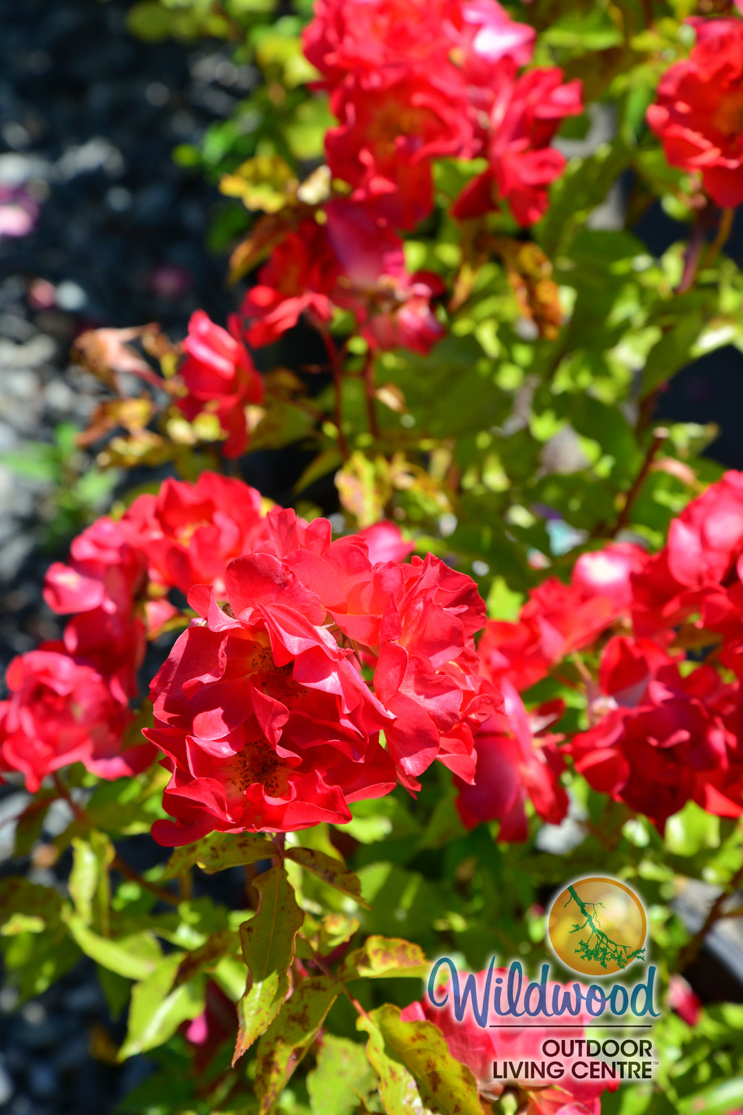 Cinco de Mayo™ - Star Roses and Plants