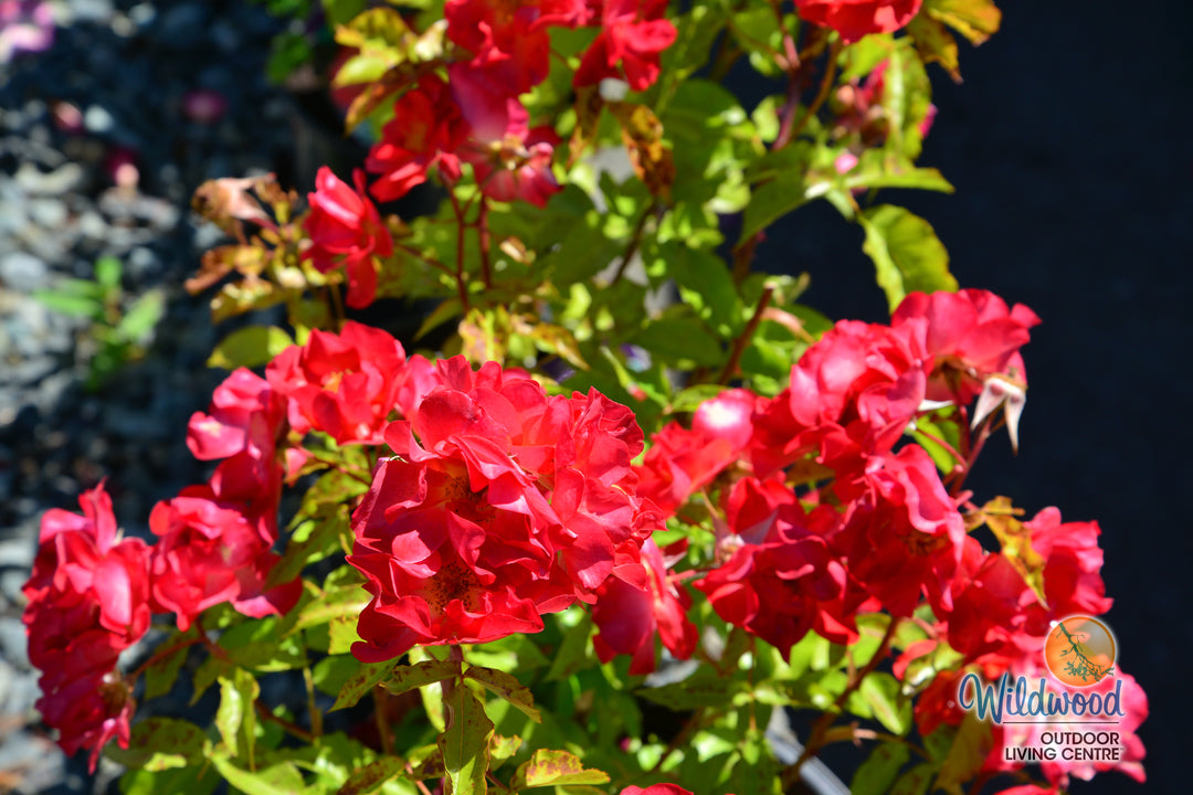 Cinco de Mayo™ - Star Roses and Plants
