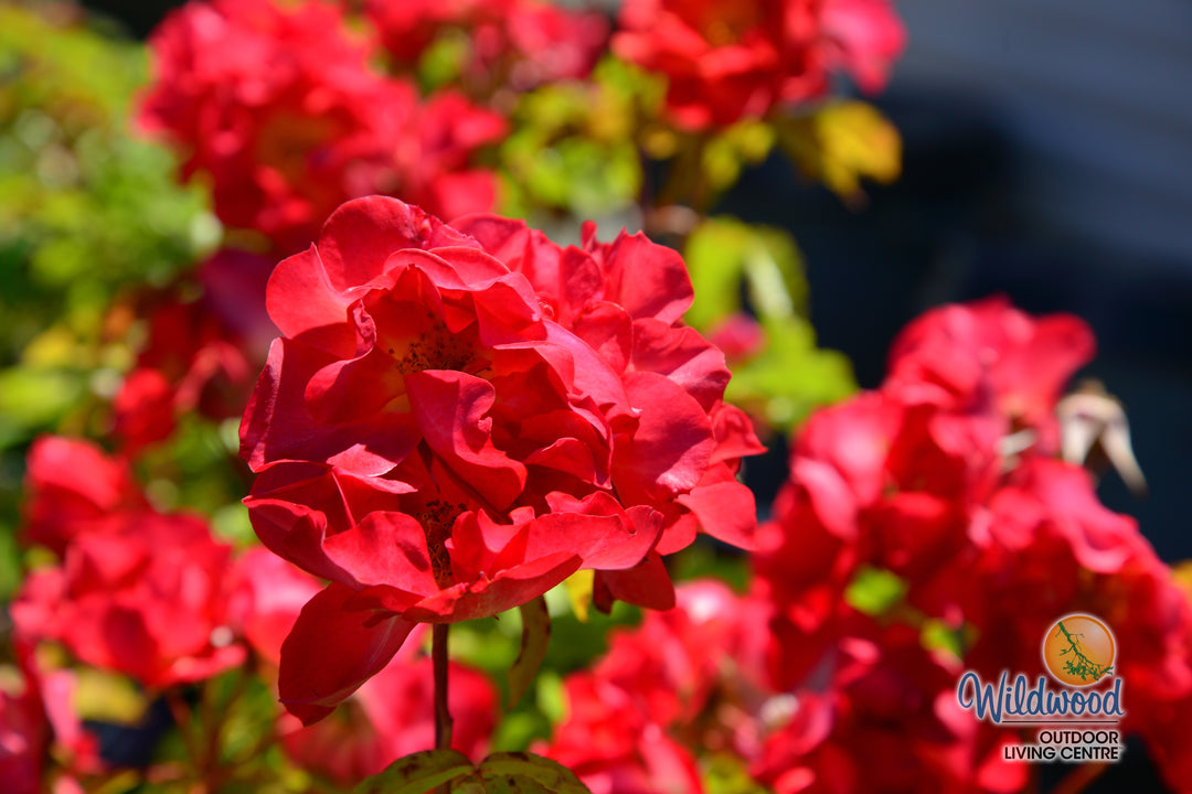 Cinco de Mayo™ - Star Roses and Plants