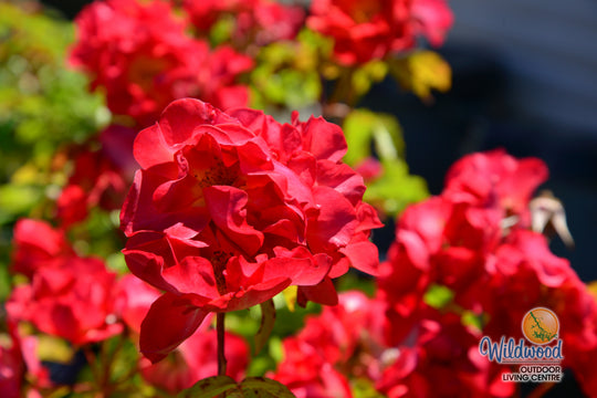 Cinco de Mayo™ - Star Roses and Plants
