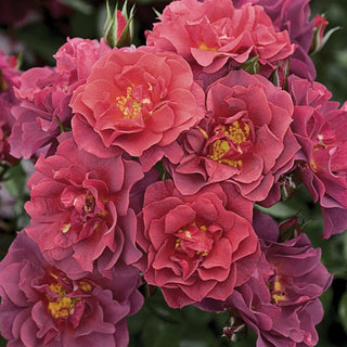 Cinco de Mayo™ - Star Roses and Plants