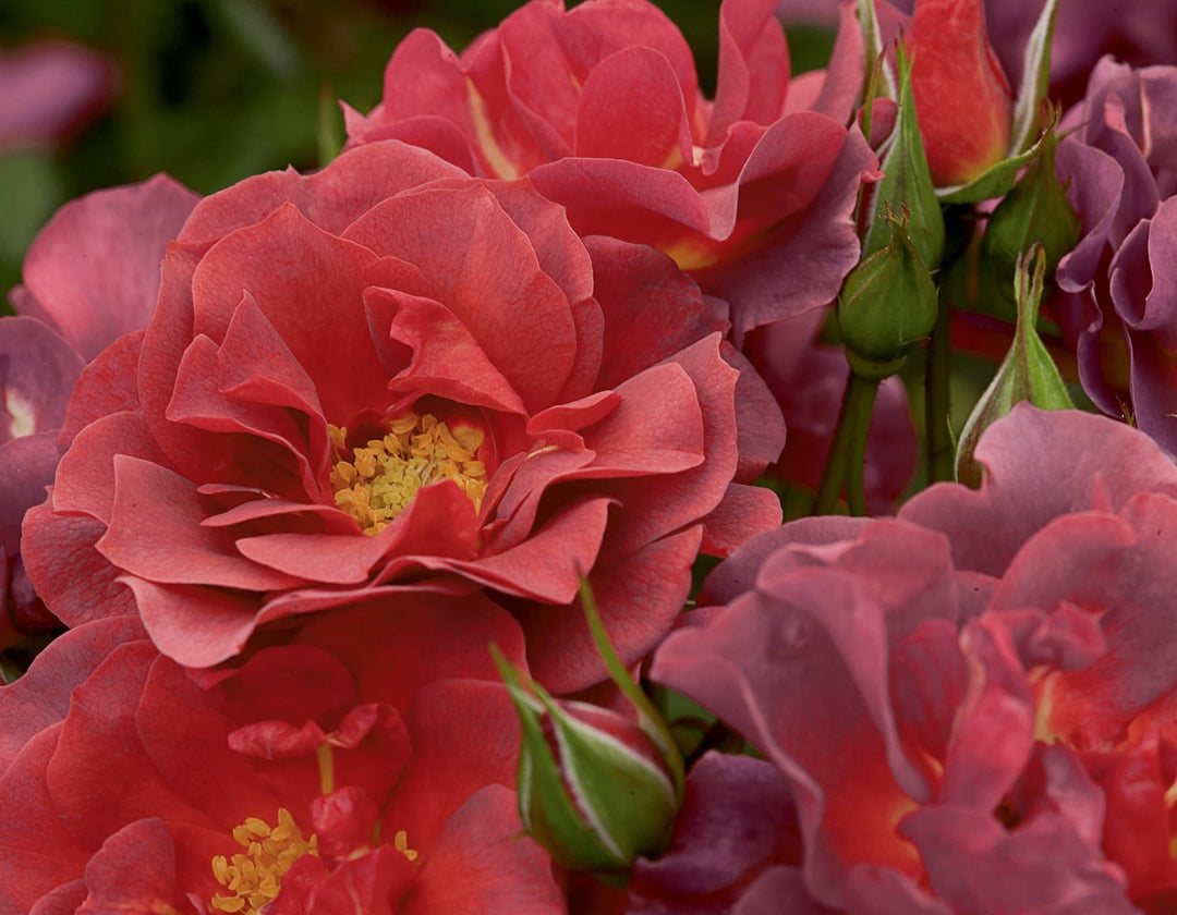 5 Star Roses Cinco de Mayo™ - Star Roses and Plants – Wildwood Outdoor Living