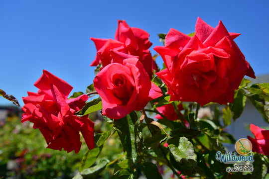 Cinnamon Dolce - Star Roses and Plants