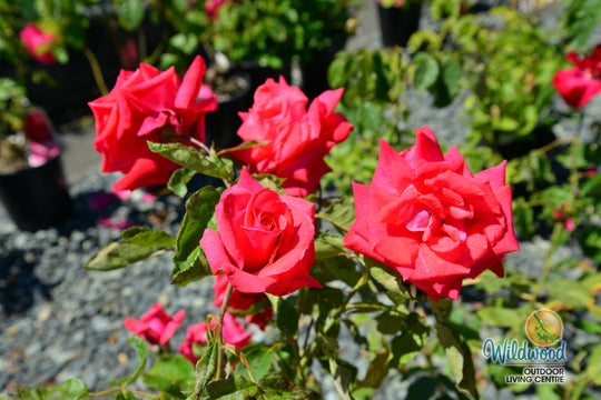 Cinnamon Dolce - Star Roses and Plants