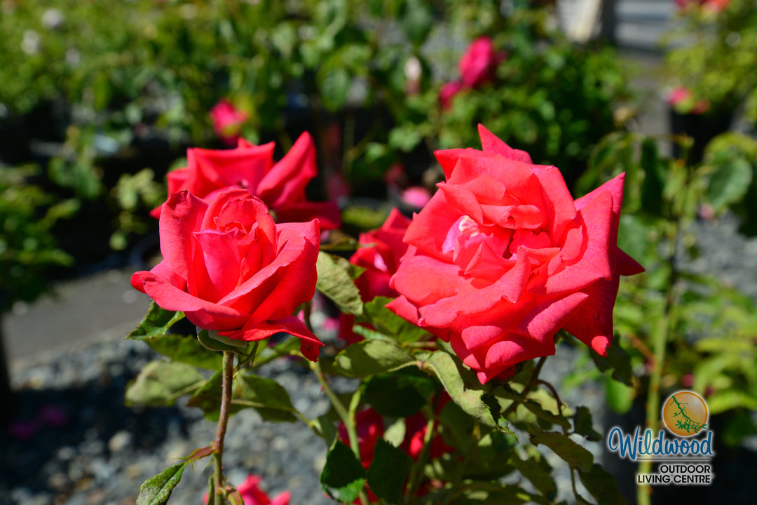 Cinnamon Dolce - Star Roses and Plants
