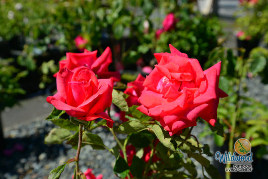 Cinnamon Dolce - Star Roses and Plants