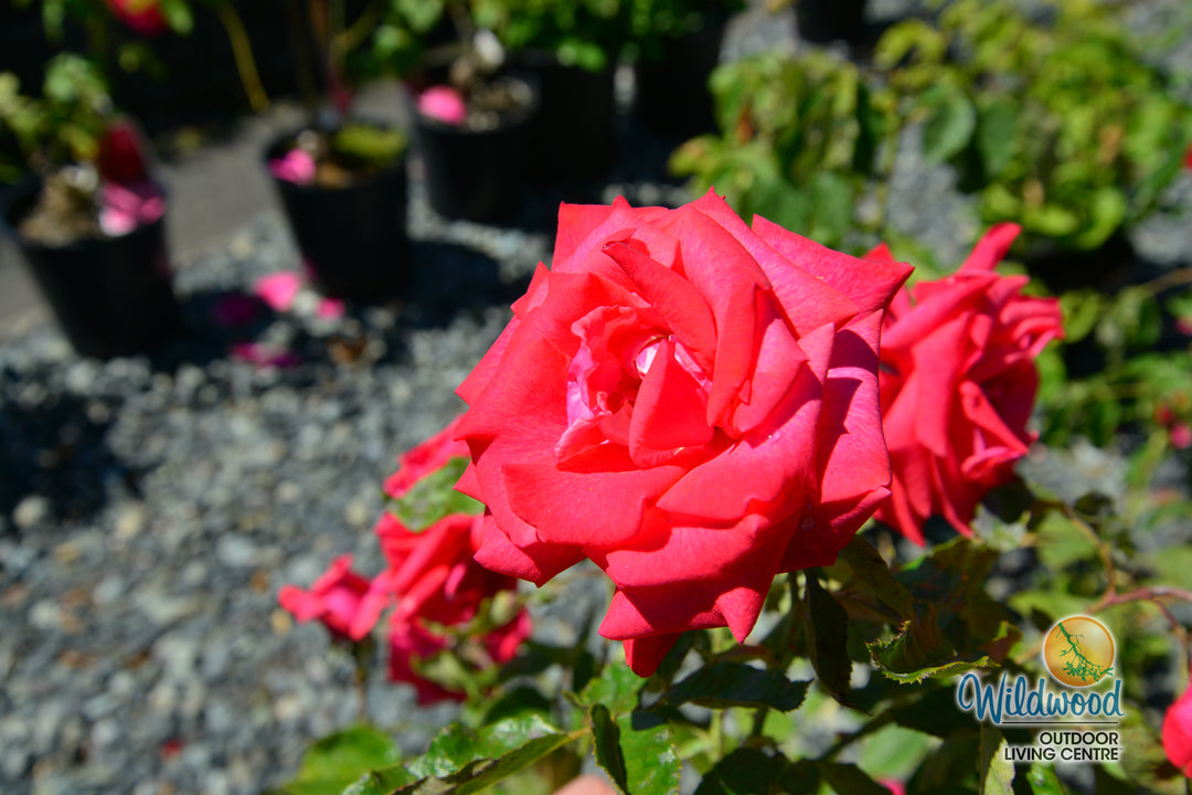 Cinnamon Dolce - Star Roses and Plants