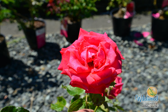 Cinnamon Dolce - Star Roses and Plants