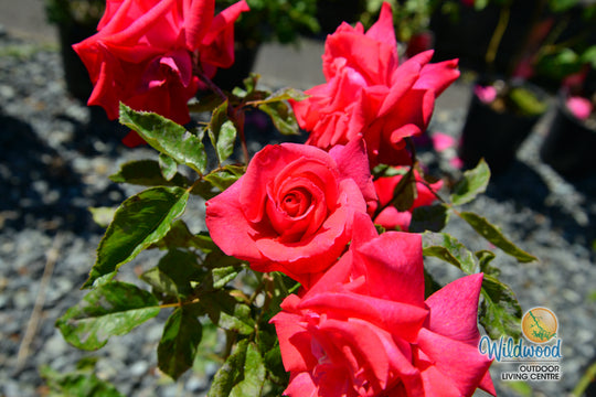Cinnamon Dolce - Star Roses and Plants